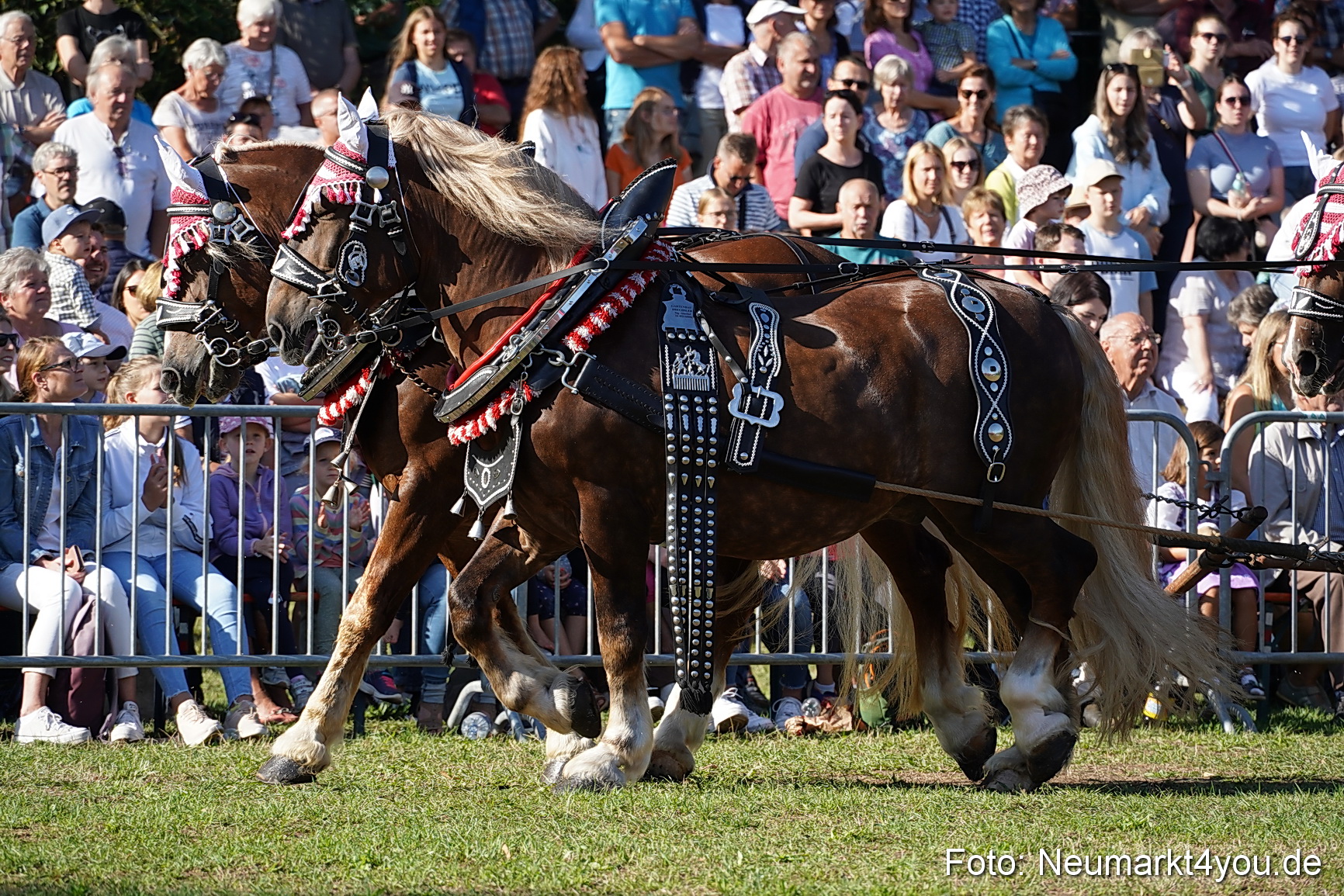 Pferde und Fohlenschau 2022 0015 